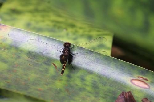Réf. 296 165 : Erythemis attala